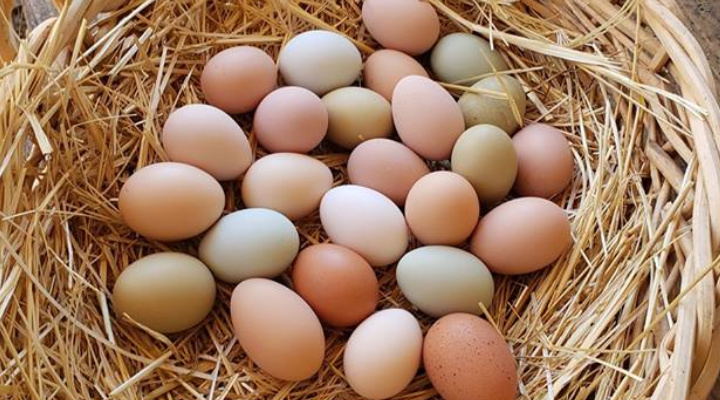 How Many Eggs Does A Chicken Lay A Day Poultry Farm Guide